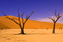 Skeleton trees in Dead Vlei Sossusvlei, Namib-Naukluft National Park, Namibia, World Heritage Site