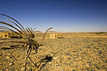 Ostrich sculptures welcome visitors to Little Kulala Camp, Sossusvlei, Namib-Naulkuft National Park, Namibia