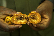 Fruit of the Fig tree (Ficus mucoso) fed on by Chimpanzees in the Kibale Rain Forest, Uganda