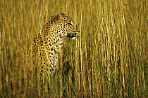 Leopard {Panthera pardus} female hunting  amongst tall grasses, Okavango Delta, Botswana.