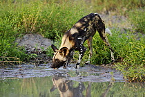 African wild dog (Lycaon pictus) drinking, Okavango Delta, Botswana.