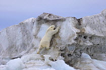 Polar bear (Ursus maritimus) climbing up an iceberg, Beaufort Sea, Arctic Ocean, Alaska