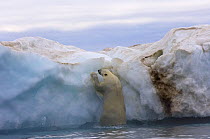 Polar bear (Ursus maritimus) climbing onto a floating iceberg, Beaufort Sea, Arctic Ocean, Alaska