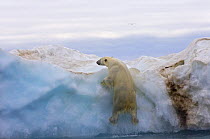 Polar bear (Ursus maritimus) climbing onto a floating iceberg, Beaufort Sea, Arctic Ocean, Alaska