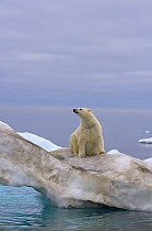 Polar bear (Ursus maritimus) sitting on a floating iceberg, Beaufort Sea, Arctic Ocean, Alaska