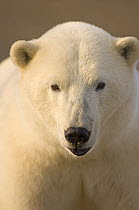 Polar bear (Ursus maritimus), portrait of adult male, Arctic National Wildlife Refuge, Alaska