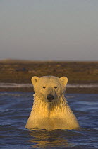Polar bear (Ursus maritimus) in the water along a barrier island off the Arctic National Wildlife Refuge, Alaska