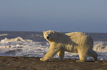 Polar bear (Ursus maritimus) walking along a barrier island off the Arctic National Wildlife Refuge, Alaska