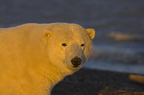 Polar bear (Ursus maritimus), collared adult female, on a barrier island off the Arctic National Wildlife Refuge, Alaska