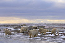 Polar bears (Ursus maritimus), some collared, along a barrier island on the Arctic coast, Alaska