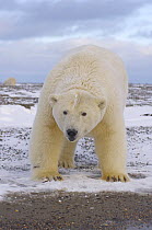 Polar bear (Ursus maritimus), female, along a barrier island on the Arctic coast, Alaska