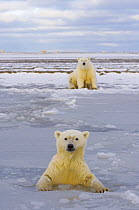 Polar bear (Ursus maritimus) cub in newly forming pack ice with the mother sitting on the shore, Arctic coast, Alaska