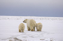 Polar bear (Ursus maritimus), female and cubs walking on newly formed pack ice over the Beaufort Sea, Arctic Ocean, Alaska