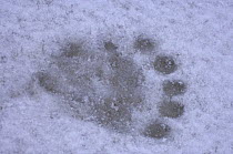 Polar bear (Ursus maritimus) cub footprint in snow, off the Arctic National Wildlife Refuge, Alaska