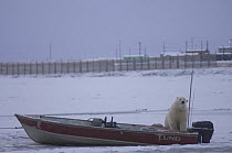 Polar bear (Ursus maritimus) adult leaning on a local motor boat frozen in the pack ice, Kaktovik, 1002 area of the Arctic National Wildlife Refuge, Alaska