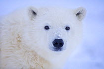 Polar bear (Ursus maritimus) juvenile, 1002 area of the Arctic National Wildlife Refuge, Alaska