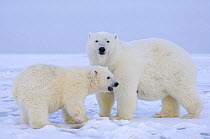 Polar bear (Ursus maritimus) mother and cub on newly formed pack ice over the Beaufort Sea, Arctic Ocean, Alaska