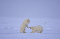 Polar bear (Ursus maritimus) cubs playing on newly formed pack ice over the Beaufort Sea, Arctic Ocean, Alaska