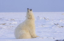 Polar bear (Ursus maritimus) cub playing on newly formed pack ice, off the Arctic National Wildlife Refuge, Alaska