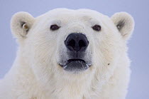 Polar bear (Ursus maritimus) female, close-up of face, 1002 area of the Arctic National Wildlife Refuge, Alaska