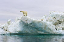 Polar bear (Ursus maritimus) standing on top of an iceberg floating in the Beaufort Sea, Arctic Ocean, Alaska