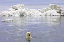Polar bear (Ursus maritimus) swimming in the water in front of an iceberg, Beaufort Sea, Arctic Ocean, Alaska