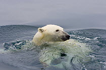 Polar bear (Ursus maritimus) standing on a submerged iceberg floating in the Beaufort Sea, Arctic Ocean, Alaska