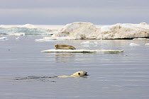 Polar bear (Ursus maritimus) hunting a Bearded seal {Erignathus barbatus} resting on an iceberg in the Beaufort Sea, Arctic Ocean, Alaska