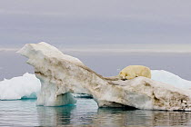 Polar bear (Ursus maritimus) sleepng on an iceberg floating in the Beaufort Sea, Arctic Ocean, Alaska