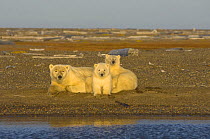 Polar bear (Ursus maritimus) female with cubs wait on a barrier island for ocean freeze up, off the Arctic National Wildlife Refuge, Alaska