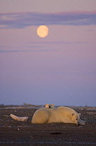 Polar bear (Ursus maritimus) female with cub waits on a barrier island for ocean freeze up, full moon, off the Arctic National Wildlife Refuge, Alaska