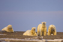 Polar bears {Ursus maritimus} group of adult males wait on a barrier island for ocean freeze up, off the Arctic National Wildlife Refuge, Alaska