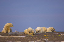 Polar bears {Ursus maritimus} group of adult males wait on a barrier island for ocean freeze up, off the Arctic National Wildlife Refuge, Alaska