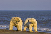 Polar bear (Ursus maritimus) pair of adult males on a barrier island waiting for ocean freeze up, off the Arctic National Wildlife Refuge, Alaska