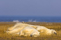 Polar bears {Ursus maritimus} pair of adult males rest on a barrier island waiting for ocean freeze up, off the Arctic National Wildlife Refuge, Alaska