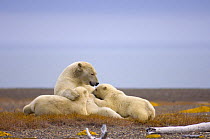 Polar bear (Ursus maritimus) female nurses her cubs on a barrier island, off the Arctic National Wildlife Refuge, Alaska