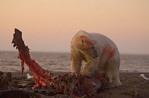 Polar bear (Ursus maritimus) adult male feeding on a Bowhead whale {Balaena mysticetus} jawbone in early morning, after autumn whaling season, Barter Island, Arctic National Wildlife Refuge, Alaska
