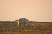 Polar bears {Ursus maritimus} engaging in some sort of dominance, mating or play behaviour at sunrise, Arctic National Wildlife Refuge, Alaska