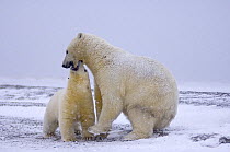 Polar bear (Ursus maritimus) cub mistakenly bites its mothers mouth, along a barrier island on the Arctic coast, Alaska
