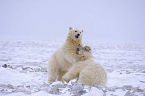 Polar bear (Ursus maritimus) cubs playing on the pack ice over the Beaufort Sea, Arctic Ocean, Alaska