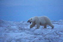 Polar bear (Ursus maritimus) walking across an iceberg at dawn, yawning its discomfort, Beaufort Sea, Arctic Ocean