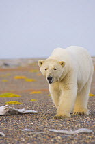 Polar bear (Ursus maritimus) female walking along Bernard Spit, waiting for the autumn freeze up so she can head out onto the ice to hunt, Arctic National Wildlife Refuge, Alaska