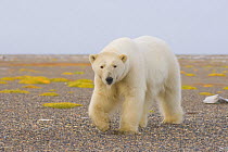 Polar bear (Ursus maritimus) female walking along Bernard Spit, waiting for the autumn freeze up so she can head out onto the ice to hunt, Arctic National Wildlife Refuge, Alaska