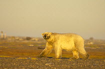 Polar bear (Ursus maritimus) large adult walking along a barrier island, Bernard Spit, waiting for autumn freeze up so it can head out onto the sea ice to hunt, Arctic National Wildlife Refuge, Alaska