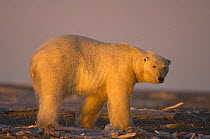 Polar bear (Ursus maritimus) large adult walking along a barrier island, Bernard Spit, waiting for the autumn freeze up so it can head out onto the sea ice to hunt, Arctic National Wildlife Refuge, Al...