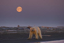 Polar bear (Ursus maritimus) female walking on a barrier island at sunset with a full moon rising, Bernard Spit, Arctic National Wildlife Refuge, Alaska