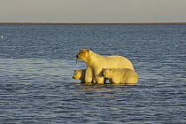 Polar bear (Ursus maritimus) female with food in her mouth and cubs along the arctic coast, Arctic National Wildlife Refuge, Alaska