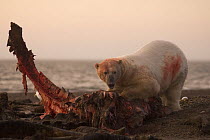 Polar bear (Ursus maritimus) adult male feeding on jawbone of a Bowhead whale {Balaena mysticetus} in early morning, after autumn whaling season, Barter Island, Arctic National Wildlife Refuge, Alaska