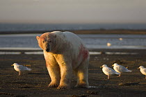 Polar bear (Ursus maritimus) adult male bloody from feeding on fresh whale meat after autumn whaling season, Barter Island, Arctic National Wildlife Refuge, Alaska