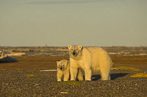 Polar bear (Ursus maritimus) female with cub on Bernard Spit, waiting for autumn freeze up so they can head out onto the ice to hunt, Arctic National Wildlife Refuge, Alaska